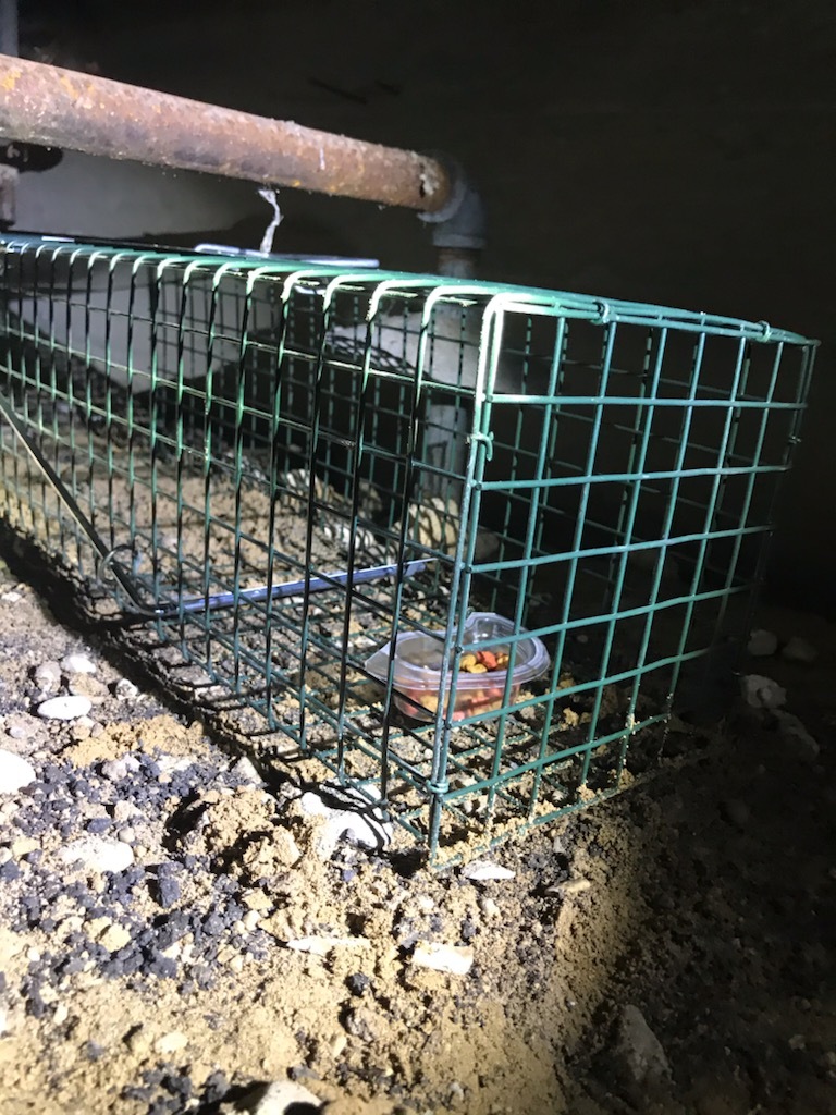 Gallery Images : RedBack Pest Management.