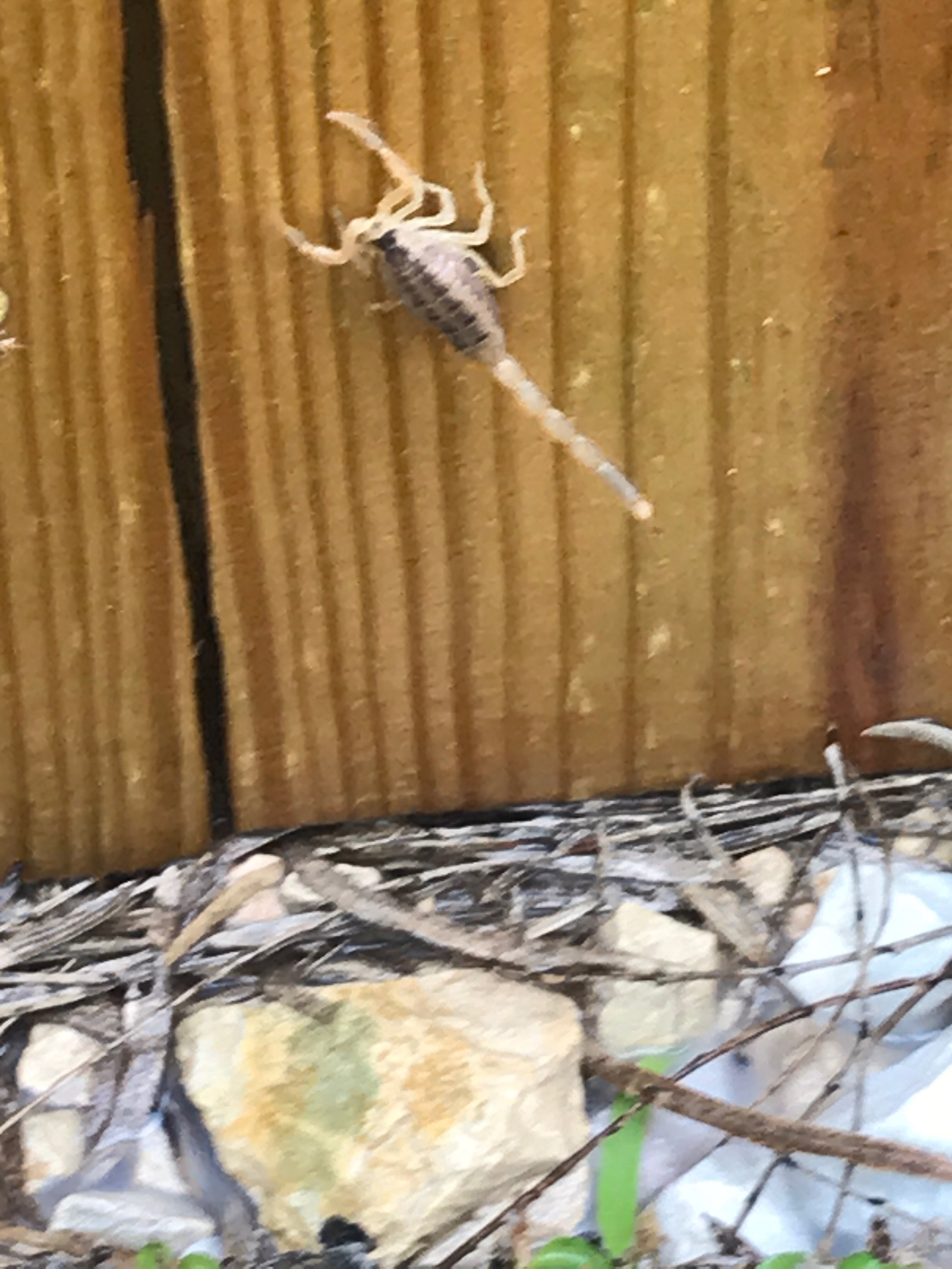 Gallery Images : RedBack Pest Management.