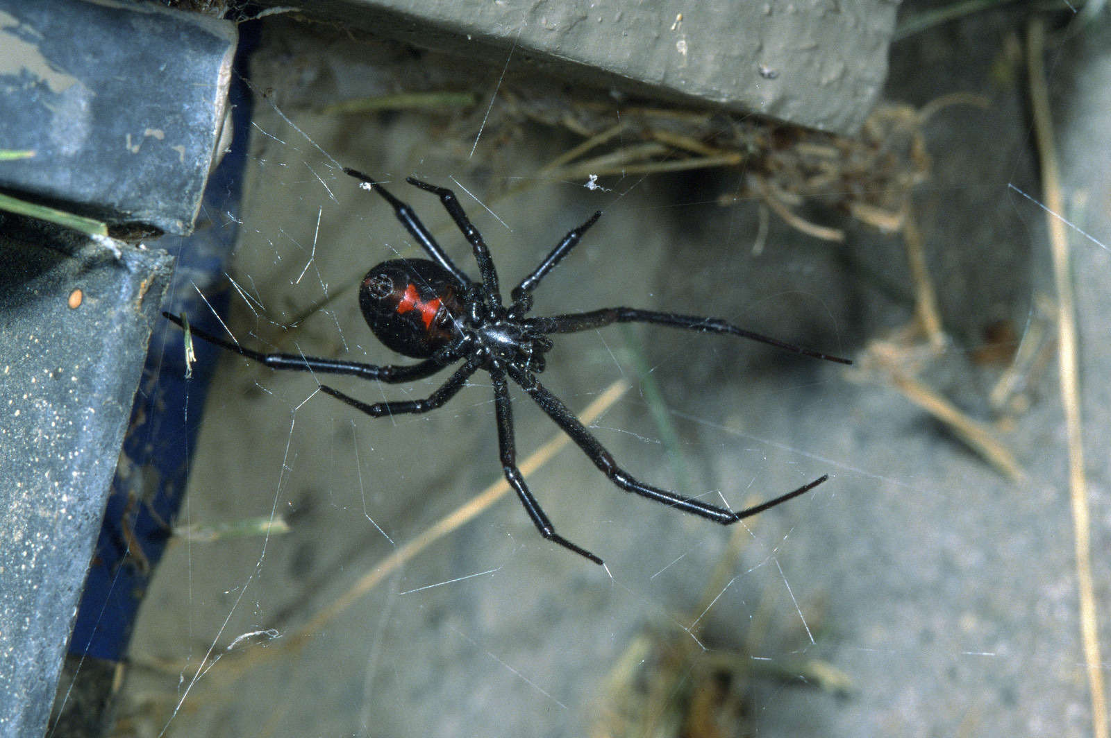Gallery Images : RedBack Pest Management.