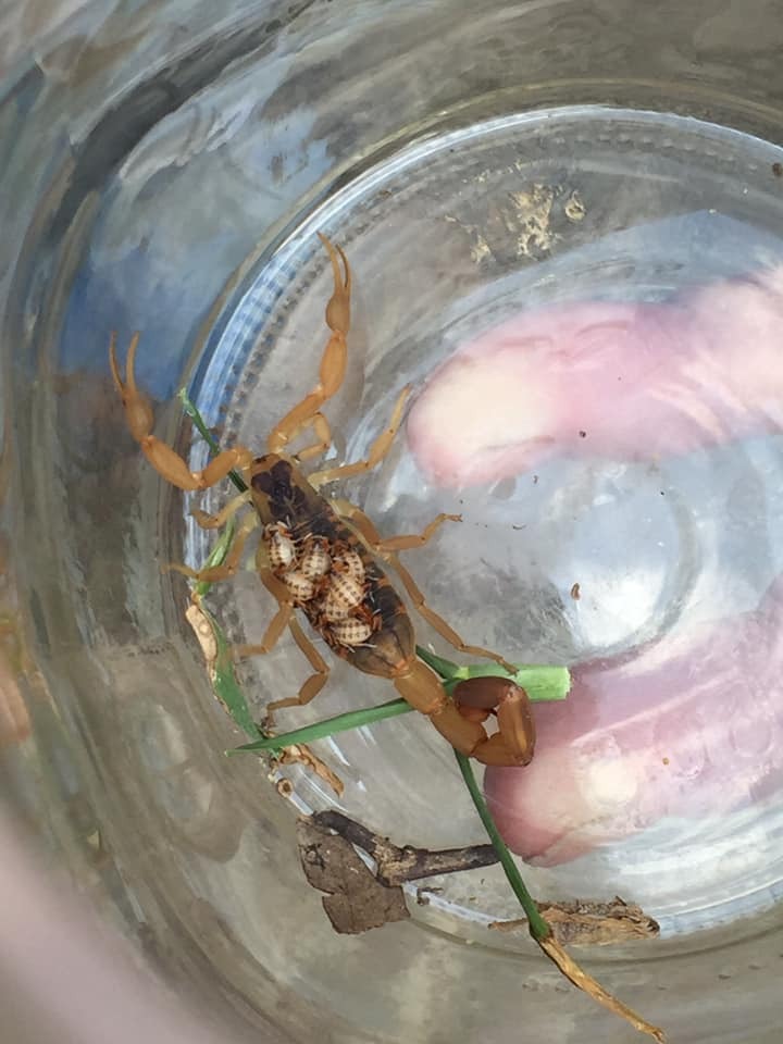 Gallery Images : RedBack Pest Management.