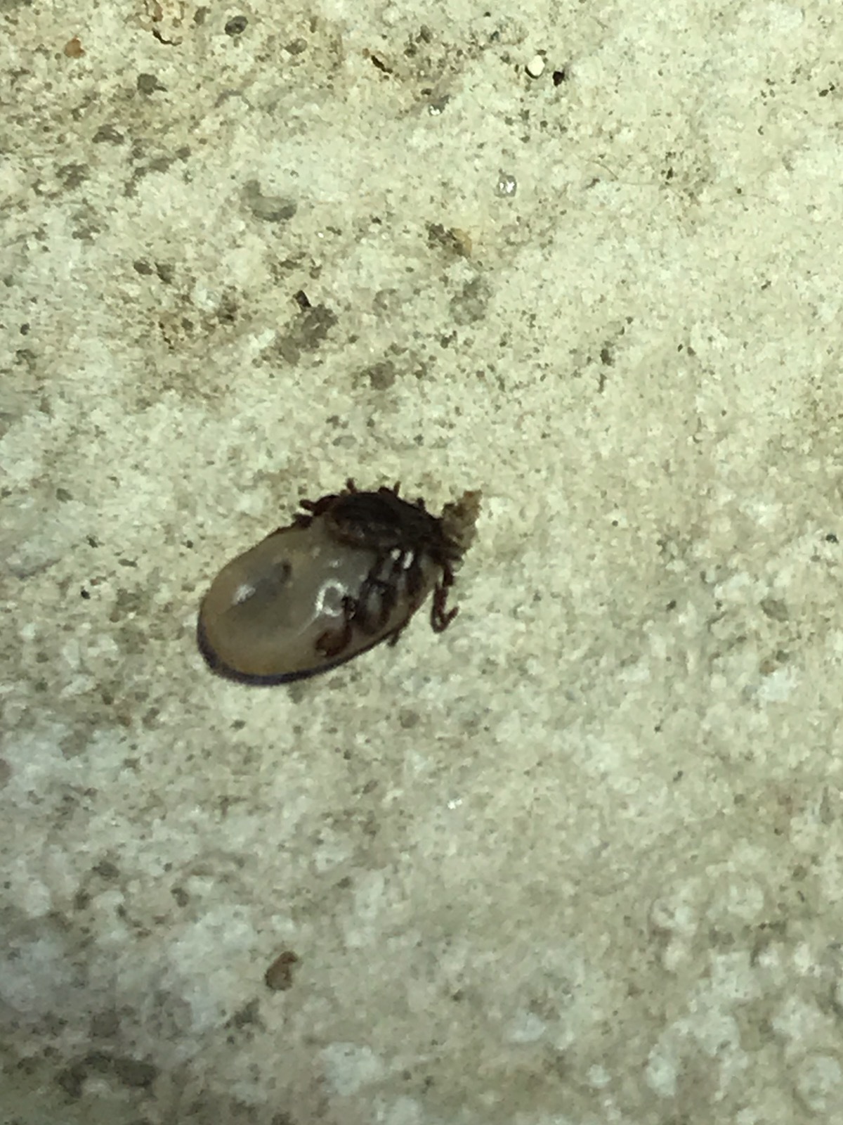 Gallery Images : RedBack Pest Management.