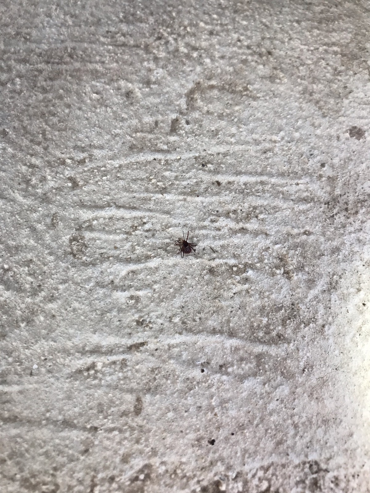 Gallery Images : RedBack Pest Management.
