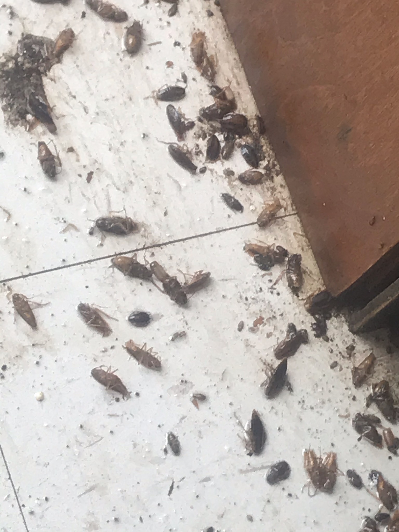 Gallery Images : RedBack Pest Management.